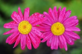 two pink flowers in the garden