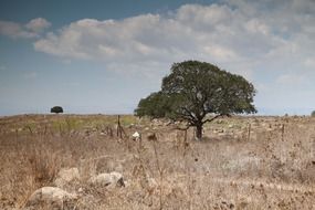 field and tree in Israel