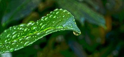 wet green leaf with water drops closeup