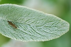 insect on an unusual leaf close-up