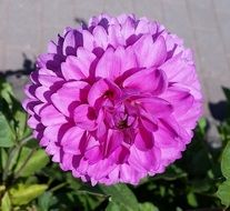 Macro photo of large Purple bloom