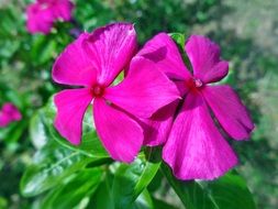 Macro picture of pink wild flowers