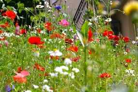 mix of wild flowers