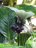 bat flower green plant