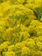aurinia saxatilis is an ornamental plant