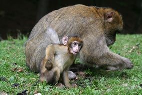 monkey with baby on lawn