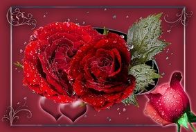 romantic card with red roses