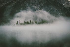Trees on the hill in the haze