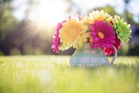 yellow red green flowers in pitcher summer sunshine