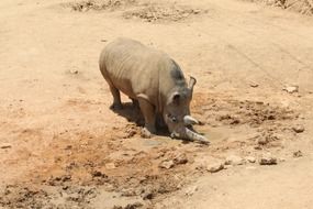 rhino cub in Africa