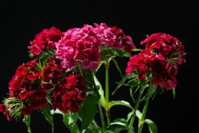 sweet william inflorescences in summertime