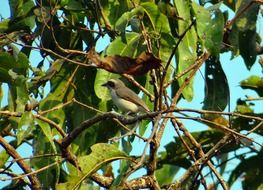 common woodshrike, small bird perched tree branch, india