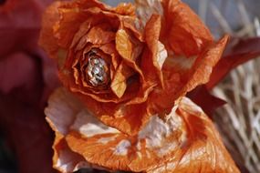 dried orange rose close-up