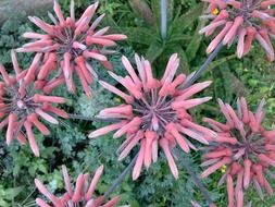 pink aloe flower