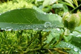 dew on leaf, macro