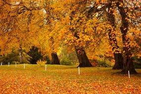 Landscape of beautiful golden forest