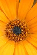 close-up gerbera with yellow bright petals