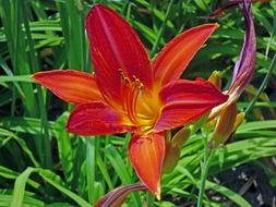 orange lily flowers on a green bush