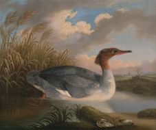 A Dun Diver, Robert Wilkinson Padley painting