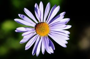 macro photo of blue flower petals