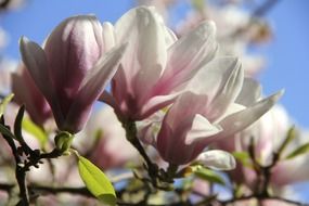 magnolia flowers in spring