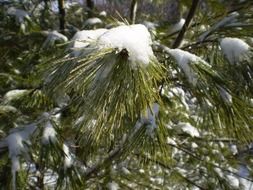 Snowy branch in winter