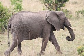 an elephant walks over savanna