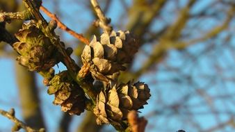 brown pine cones in the forest