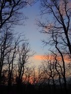 sunset forest