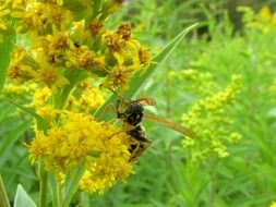 wasp on a plant with yellow inflorescences close up