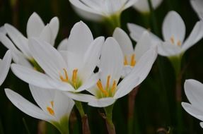 white flowers in spring