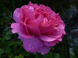 raindrops on natural pink rose bud