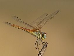 dragonfly closeup