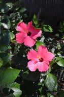 Beautiful pink blooming hibiscus in spring