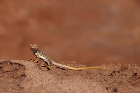 Macro Picture of collared lizard