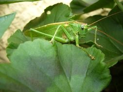 marvelous grasshopper nature