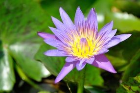 aquatic lotus plant