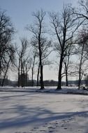 winter snow landscape with trees