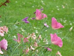 fresh summer flowers colorful landscape