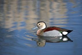 ringed Teal duck