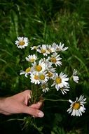 wonderful bouquet wildflowers daisies