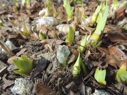 plant sprouts in spring