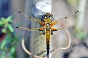 dragonfly insect close up on blurred background