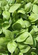 green basil leaves close up