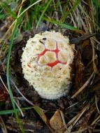 fly agaric small mushroom