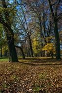 Path in autumn in the park