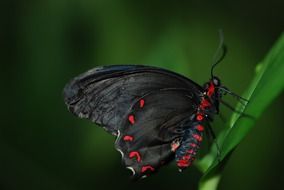 black butterfly with red dots