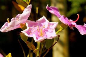 flowers in the Brazilian forest