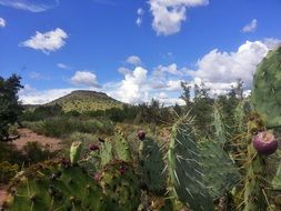 Landscape view of cactus desert