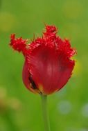 fluffy red tulip